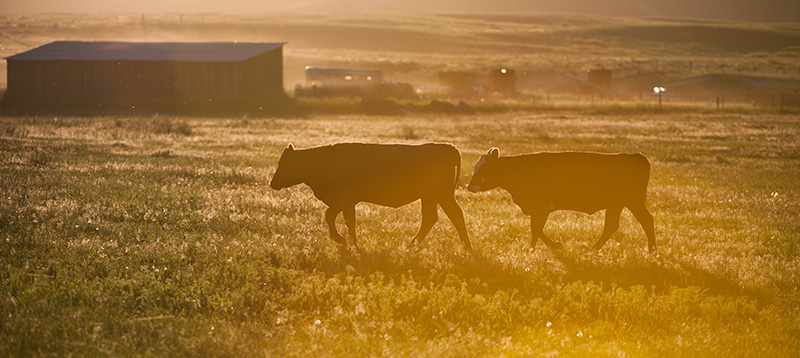Farm & Ranch